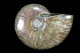 Lot: kg Iridescent, Red Flash Ammonites (-) - Pieces #82488-3